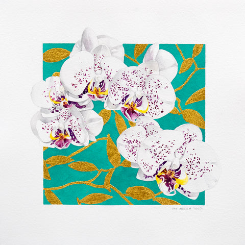 Phalaenopsis 2